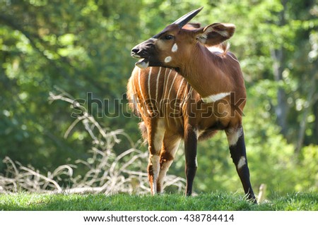 Close up of antilope bongo in forest in nature