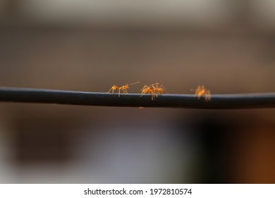 Close Up Of Ants In A Blurred Background - Citronella Ant