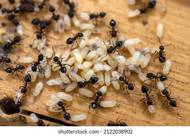 Close up of ants in larvae - Shutterstock ID 2122038902