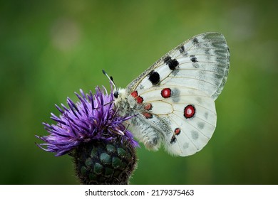 Close up Apollo (Parnassius apollo) in meadow. White butterfly with red spots. Beautiful butterfly on the meadow. Butterfly on a purple plant in a green background.