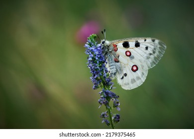 Close up Apollo (Parnassius apollo) in meadow. White butterfly with red spots. Beautiful butterfly on the meadow. Butterfly on a blue plant in a green background.