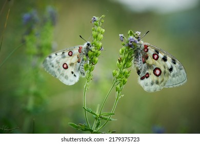 Close up Apollo (Parnassius apollo) in meadow. White butterfly with red spots. Beautiful butterfly on the meadow. Butterfly on a plant in a green background.