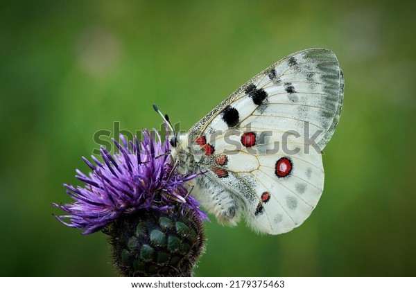 Close up Apollo (Parnassius\
apollo) in meadow. White butterfly with red spots. Beautiful\
butterfly on the meadow. Butterfly on a purple plant in a green\
background.