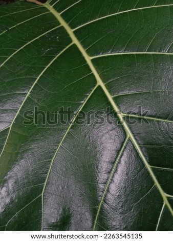 close apparition of leaf surface