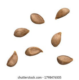Close up of apple seeds on white background