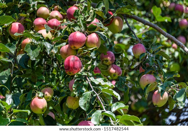 Close Apple Tree Sun Kissed Green Stock Photo Edit Now 1517482544