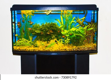 Close Up Of Aquarium Tank Full Of Fish