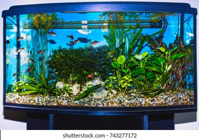 Home Aquarium Images Stock Photos Vectors Shutterstock