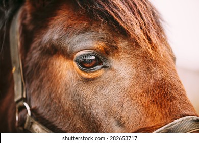 Close Up Of Arabian Bay Horse- Very Shallow Field Of Depth
