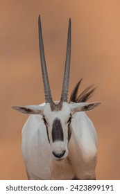 Close up of an Arabian Oryx with long horns, with  yellow desert sand and sky in the background and Arabian oryx (Oryx leucoryx) in the Dubai Desert Conservation Reserve, United Arab Emirates