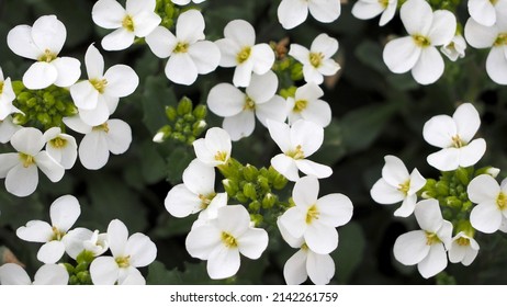 close Arabis alpine shrub with small white flowers and green leaves grows on a sunny spring day, top view. white spring flowers