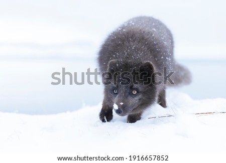 Close up of an Arctic fox in winter on the coasts of Iceland.