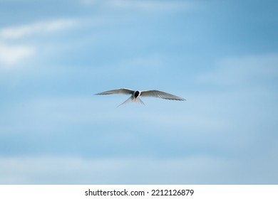 Close Up Arctic Tern Bird Or Kria Bird Flying And Hunting Fish Above The Sea In Summer Of Iceland