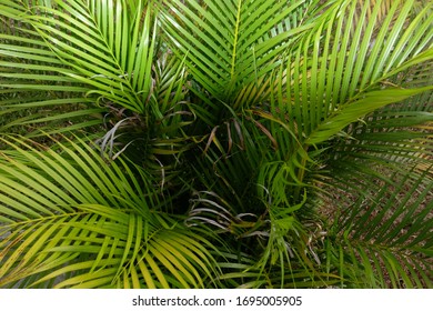 Close Areca Palm Yellow Palm Top Stock Photo 1695005905 | Shutterstock