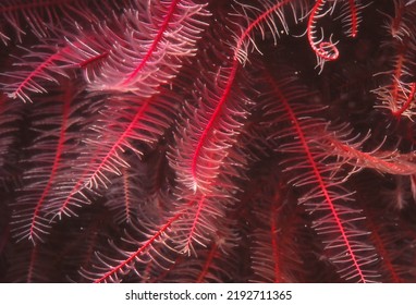 Close Up Of Arms Of Feather Star