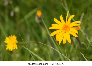 Close up of Arnica flower Stock Photo
