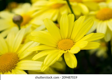 close up of Arnica montana, European flowering plant used in herbal medicine