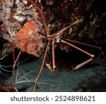 close up of an Arrow Crab feeding on the flesh from a fish spine bone