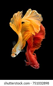 Close up art movement of Betta fish,Siamese fighting fish isolated on black background.Fine art design concept.