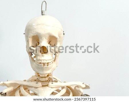 Close up of an artificial human skeleton in a laboratory classroom isolated on a white background.