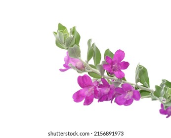 Close up Ash Plant, Barometer Brush, Purple Sage, Texas Ranger flower with leaves on white background. (Scientific name Leucophyllum frutescens (Berl.) Johnson) - Shutterstock ID 2156891973