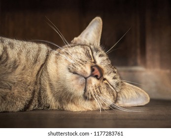 Close Up Asia Striped Gray Cat Daytime Sleeping And Dreaming Happily On Floor In Wood House With Warm Sunlight