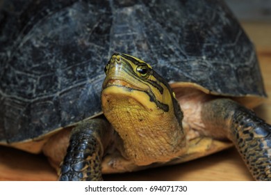 46 South asian box turtle Images, Stock Photos & Vectors | Shutterstock