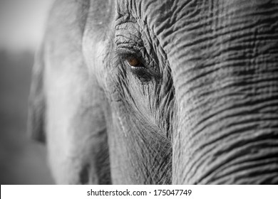 Close up of an Asian elephant