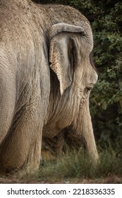 Close Up Of Asian Elephant