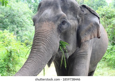 A close up of an Asian elephant eating grass - Powered by Shutterstock