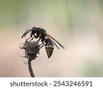 Close up of The Asian hornet (Vespa velutina), macro shot of a wasp perched on a wooden branch