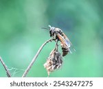 Close up of The Asian hornet (Vespa velutina), macro shot of Asian wasp perched on a tree branch,Yellow-legged Hornet