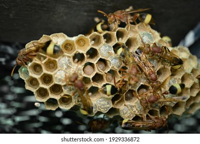 3,884 Hornet larvae Images, Stock Photos & Vectors | Shutterstock