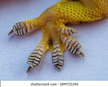 close up of Asian house lizard's foot - Powered by Shutterstock