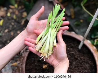Close up of asian man hand showing a Planting lemongrass in garden. 