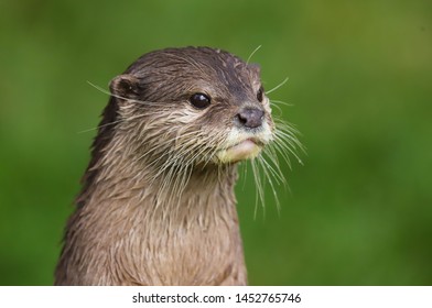 Close up Asian Short Clawed Otter (Amblonyx cinerea)