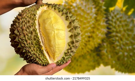 Close up Asian women hand holding durian fruit. Ripe durian. Tasty durian that has been, durian is the king of fruits. Is a famous fruit in Asia. - Shutterstock ID 2178499325