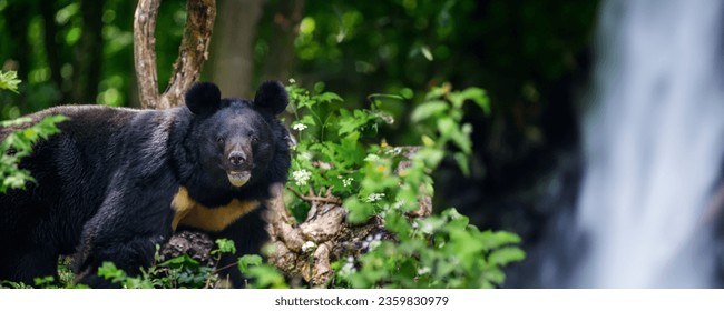 Close Asiatic black bear (Ursus thibetanus) in summer forest with waterfall. Wildlife scene from nature - Powered by Shutterstock