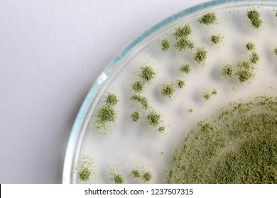 Aspergillus Oryzae Images Stock Photos Vectors Shutterstock