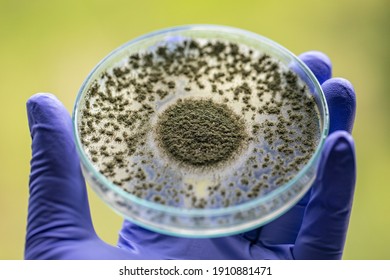 Close Up Of Aspergillus Oryzae Is A Filamentous Fungus, Or Mold That Is Used In Food Production, Such As In Soybean Fermentation For Education In Laboratory.
