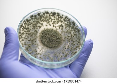 Nahaufnahme von Aspergillus oryzae ist ein fadenförmiger Pilz oder eine Form, die in der Nahrungsmittelproduktion verwendet wird, wie z. B. in Sojabohnenfermentation zur Ausbildung im Labor.
