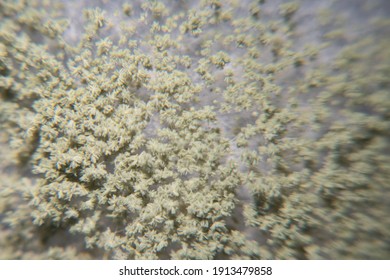 Close Up Of Aspergillus Oryzae Is A Filamentous Fungus, Or Mold That Is Used In Food Production, Such As In Soybean Fermentation For Education In Laboratory.