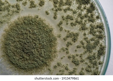 Close Up Of Aspergillus Oryzae Is A Filamentous Fungus, Or Mold That Is Used In Food Production, Such As In Soybean Fermentation For Education In Laboratory.