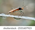 Close up of assassin bug (Assassin bug)