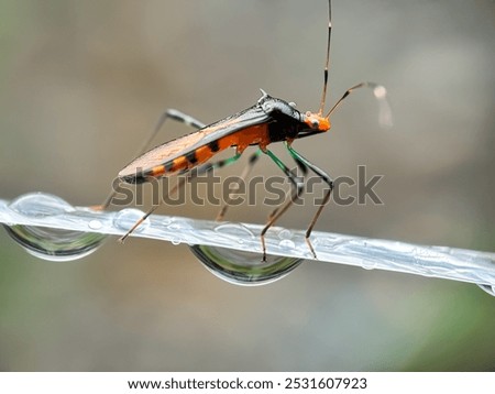 Close up of assassin bug (Assassin bug)