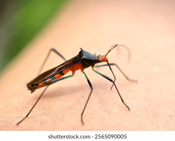 Close up of assassin bug (Reduviidae), macro shot of assassin bug landed on human hands
