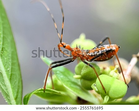 Close up of assassin bug (Zelus), macro shot of assassin bug in green leaves