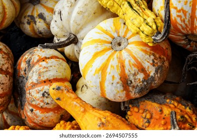 Close up assorted mini pumpkins, gourds, squash. White, orange, striped pumpkin. Decorative fall autumn decor. October. Halloween Thanksgiving holiday decorations. Agribusiness, crop.