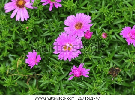 A close up of the Aster 'Alpha Light Pink' flowering in summer. UK.