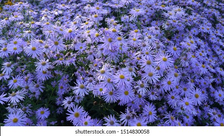 Close Up Aster Frikartii Monch Flower